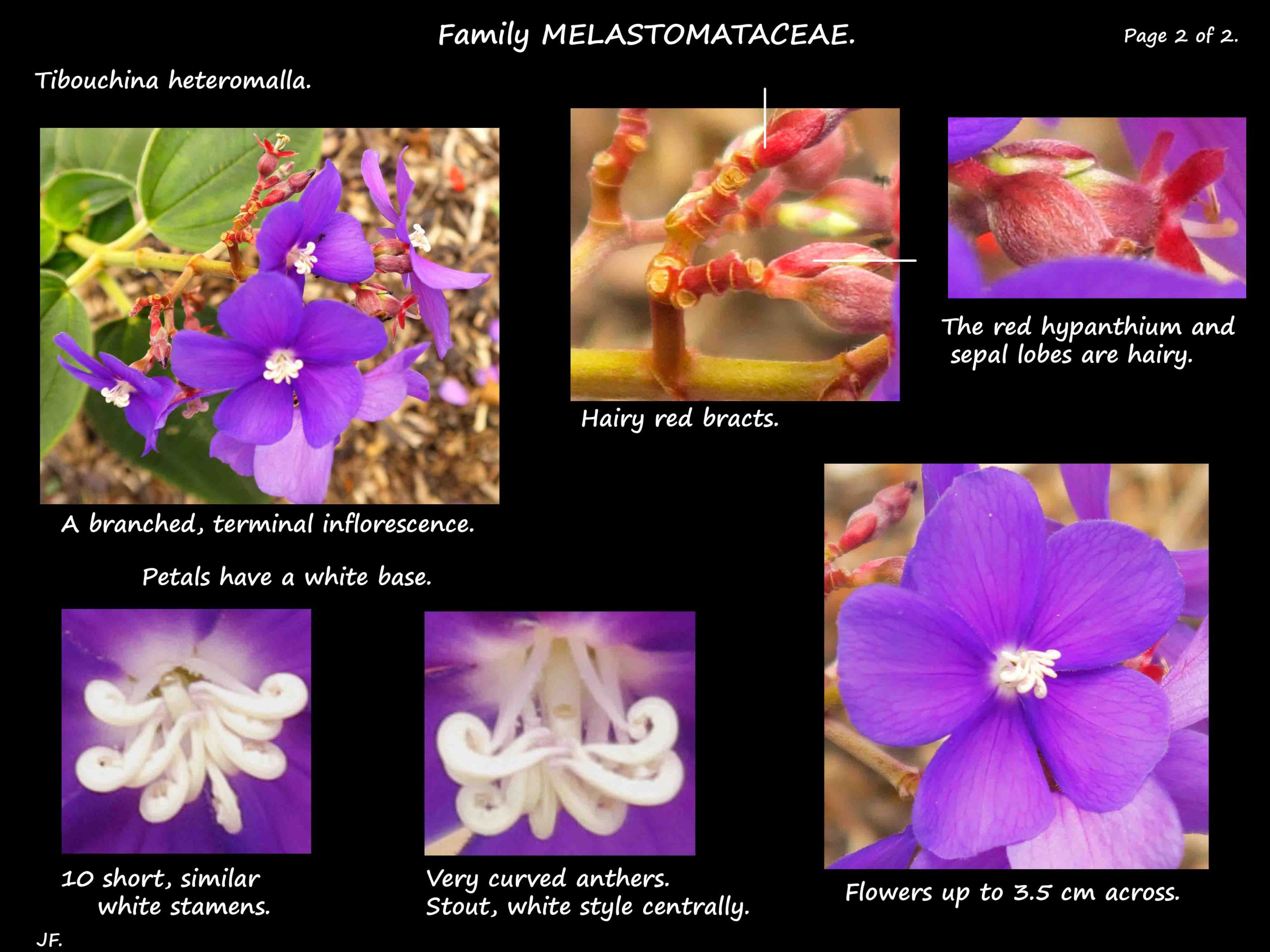 2 Tibouchina heteromalla flowers